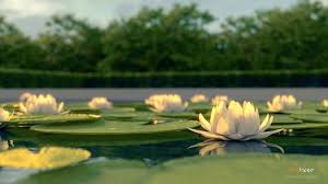 Lotus Flower Free 3d Model Blend Cgtrader Com 3d Model Trees To Plant Flowers