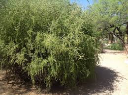 Image result for Lycium