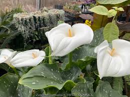 Image result for Zantedeschia aethiopica