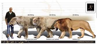 Size Comparison Between A Man Two Prehistoric Lions The American Lion Panthera Atrox And The Cave Lion Pa Ancient Animals Prehistoric Animals American Lion