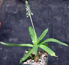 Image result for Ledebouria