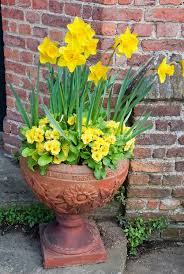 Pin By Sjane Steward On Container Planting Yellow Perennials Container Flowers Flower Stock Photography
