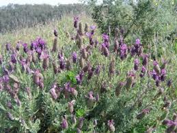 Make this sticky, stinky solution by pouring 3 cups water into. Diy Deer Repellent Spray Deer Repellent Outdoor Diy Beesandroses Com