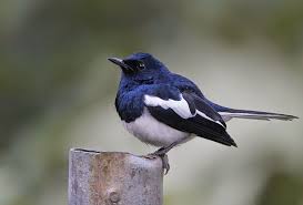 Black And White Bird Pictures Resultado De Imagem Para Black And White Bird India