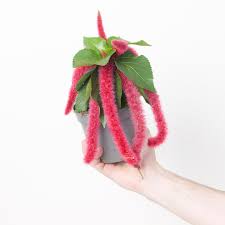 Image result for Acalypha hispida