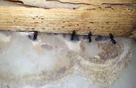 Serving nova scotia, new brunswick & prince edward island, fredericton, halifax, moncton. Carpenter Ants Truly Nolen