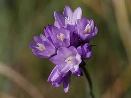 Image result for Dicoma capensis