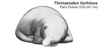 Welcome To March And The Month Of Mesozoic Mammals Although Traditionally Depicted As Tiny Boring Shrew Like Animals Co Mammals Like Animals Palaeontology