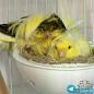 Image result for ‫تن سرد یه قناری‬‎