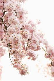 Flowers 100 Best Free Flower Petal Plant And Pink Photos On Unsplash Fiori