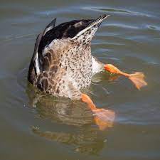 Die ente | die enten. Riesen Ente Wird Zum Social Media Star Brigitte De