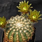 The small stature of the echinocereus cacti makes it easily identifiable. Echinocereus Engelmannii Engelmann S Hedgehog Cactus Buy Seeds At Rarepalmseeds Com