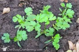 How to care for coriander. How To Grow Cilantro Coriander Plants Get Busy Gardening