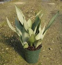 Sansevieria Care Guide Viper S Bowstring Hemp Snake Plant Snake Plant Sansevieria Plant Snake Plant Care