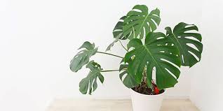 When growing indoors in pots the thick stems will need support and aerial roots will attach to the support. How To Take Care Of Monstera Deliciosa The Swiss Cheese Plant