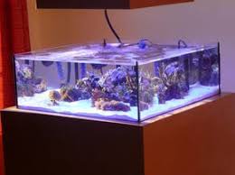 Pin By Barcingenc On Akvaryum Tropical Fish Tanks Saltwater Tank Cool Fish Tanks