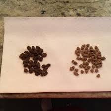 What is raw food for cats? Rawz Natural Pet Food Thecatsite