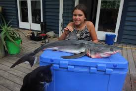 Great white shark predators and threats. Baby Great White Shark A Rare Find On Ninety Mile Beach Nz Herald