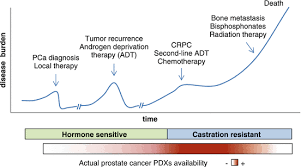 The mda pca pdx series) linked to specific phenotypes reflecting all aspects of clinical prostate cancer. Patient Derived Xenograft Models Of Prostate Cancer Springerlink