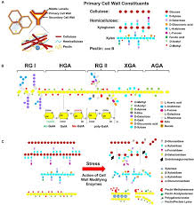Other cell walls are inflexible. Pectin Methylesterases Cell Wall Remodeling Proteins Are Required For Plant Response To Heat Stress Abstract Europe Pmc
