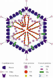 It is similar in structure to adenoviruses, but has a smaller icosahedral nucleocapsid. Structure Of Adenovirus The Locations Of The Capsid And Cement Download Scientific Diagram