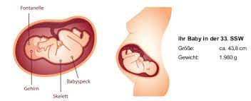 Ssw » das passiert in der 33. 33 Ssw Schwangerschaftswoche Baby Grosse Gewicht In 33 Ssw