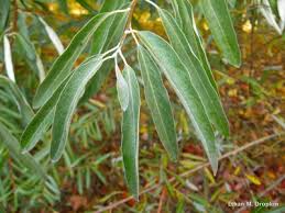 Image result for Clutia angustifolia