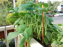 All kinds of green beans are incredibly easy to grow. Pin On Garden Planting
