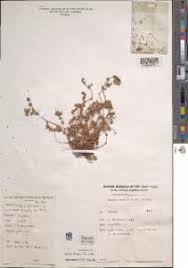 Image result for Bergia capensis