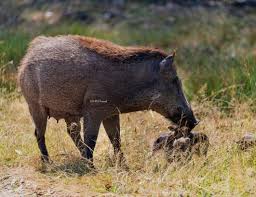 Indian wild boar ...