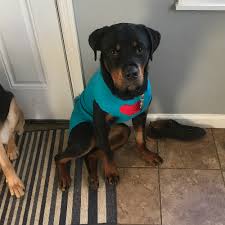 Interested in finding out more about the rottweiler? Adopt A Rottweiler Puppy Near Philadelphia Pa Get Your Pet