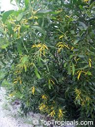 Image result for Acacia auriculiformis