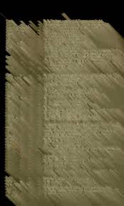 Image result for Argyrolobium macrophyllum