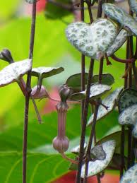 Image result for Ceropegia breviflora