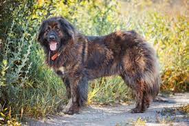 Top 10 Most Dangerous Dog Breeds In The World 10 Most Today