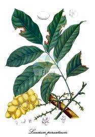 Image result for Meliaceae