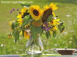 Maybe you would like to learn more about one of these? 5 Reasons To Grow Sunflowers The Micro Gardener