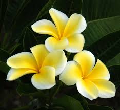 Plumeria tree plumerias spectacular colours, enchanting fragrances, and several hundred different tree varieties all combine to make these plumeria tree frangipani one of nature's most exotic plants. Pin On Flowers Gardening
