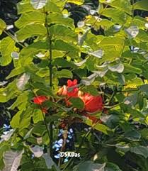 Image result for Landolphia owariensis