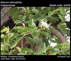 Image result for Maerua