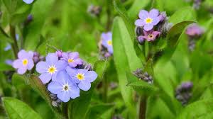 These plants may be either annual or perennial, and vary drastically between species. Forget Me Not Forest Myosotis Sylvatica Forget Me Not Vernal Blue Flowers Purple Flowers Spring Aspect Small Flowers Common Flowers Pikist