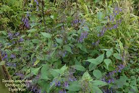 Image result for Isodon