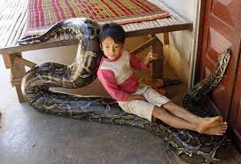 Ular sawa makan orang  rare picture . Ular Sawa Makan Orang Mestitengok