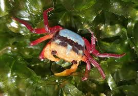 Image result for Lepidagathis andersoniana