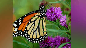 Image result for Vernonia zanzibarensis