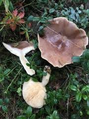 Image result for Lactarius mutabilis