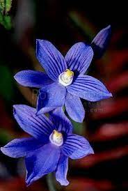 We did not find results for: 33 Native Nz Plants Ideas In 2021 Plants Native Plants Native Garden