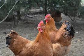 New Hampshire Tavuk Irki Ve Ozellikleri New Hampshire Rhode Island Red Rhode Island