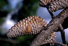 Pine Species Common Trees Of The Pacific Northwest