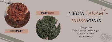 Peatmoss Dan Cocopeat Hidroponik Ficus Tanaman